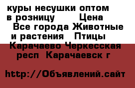 куры несушки.оптом 160 в розницу 200 › Цена ­ 200 - Все города Животные и растения » Птицы   . Карачаево-Черкесская респ.,Карачаевск г.